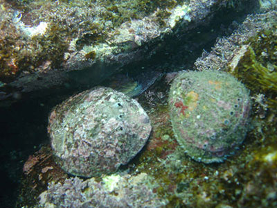 A pāua diver hand harvesting pāua
