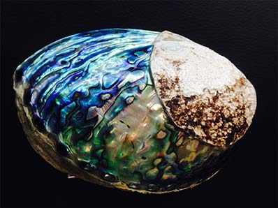 Polished pāua shell